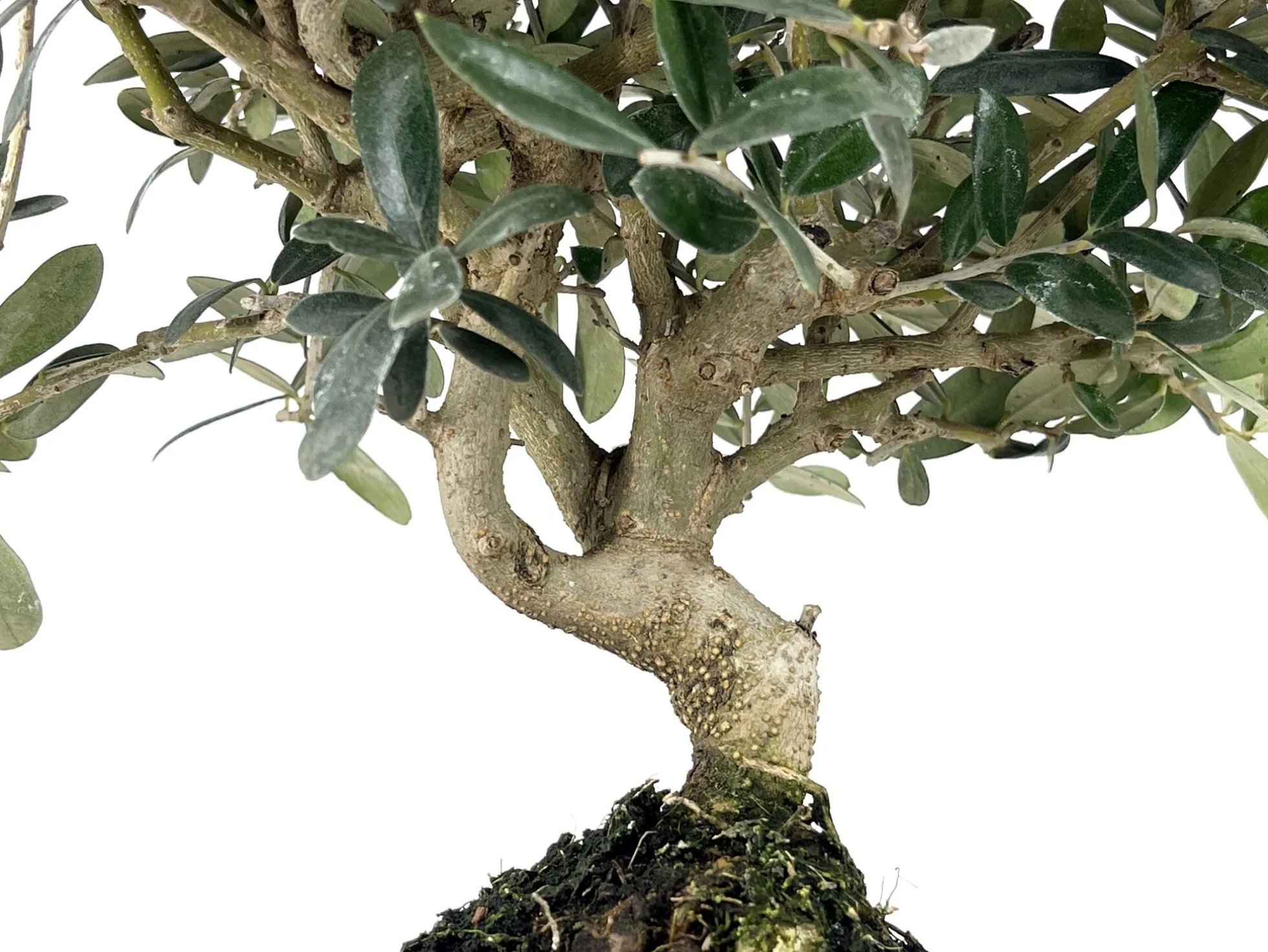 Bonsái Olea Europea – Olivo 9 Años