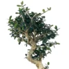 Bonsái Olea Europea Sylvestris – Acebuche 8 Años