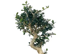 Bonsái Olea Europea Sylvestris – Acebuche 8 Años