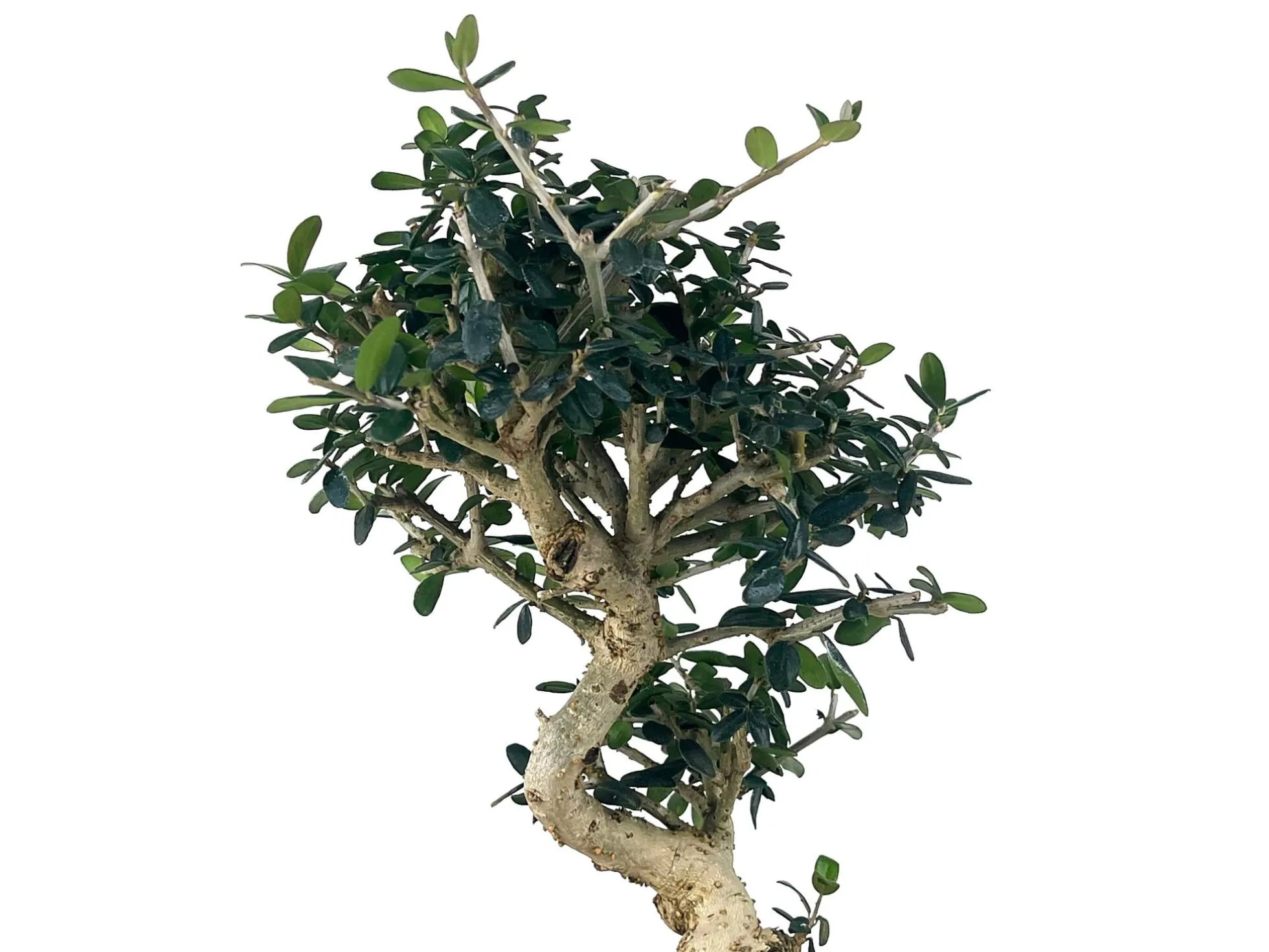 Bonsái Olea Europea Sylvestris – Acebuche 8 Años