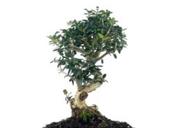 Bonsái Olea Europea Sylvestris – Acebuche 8 Años