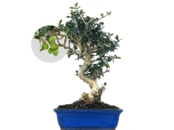Bonsái Olea Europea Sylvestris – Acebuche 8 Años