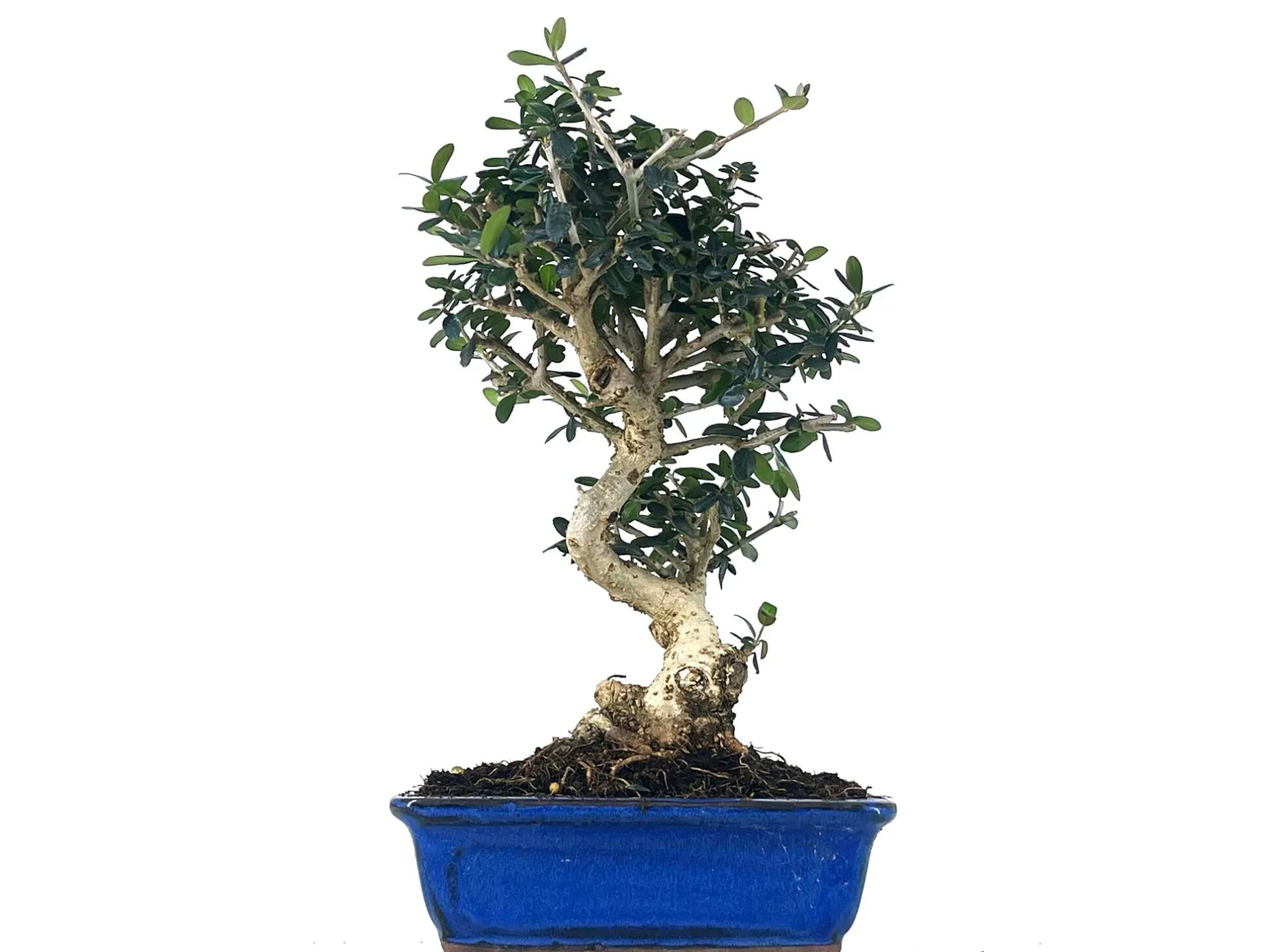 Bonsái Olea Europea Sylvestris – Acebuche 8 Años