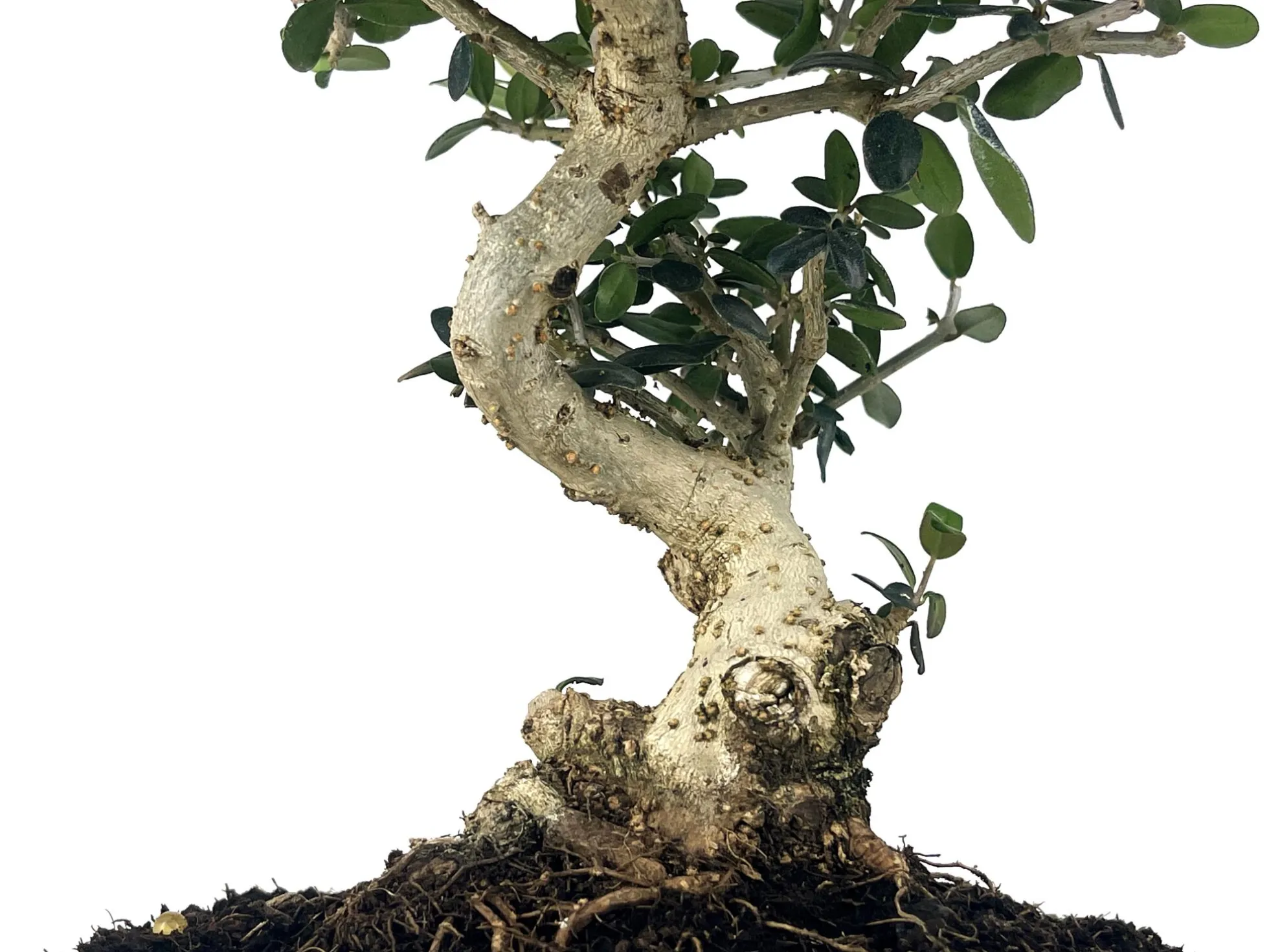 Bonsái Olea Europea Sylvestris – Acebuche 8 Años
