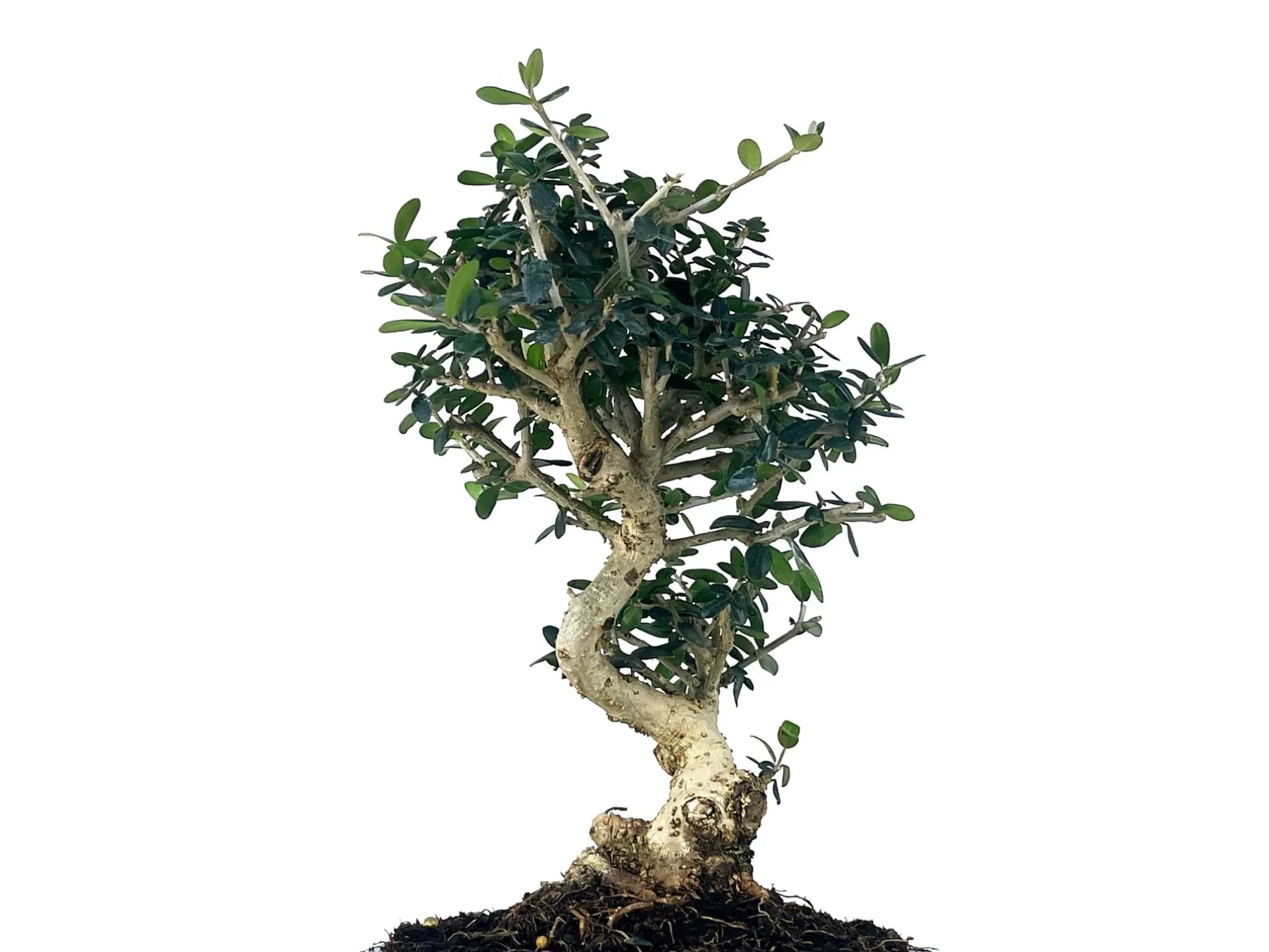 Bonsái Olea Europea Sylvestris – Acebuche 8 Años