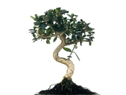 Bonsái Olea Europea Sylvestris – Acebuche 7 Años