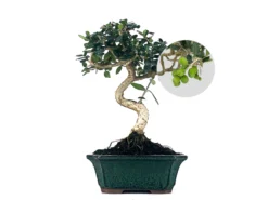 Bonsái Olea Europea Sylvestris – Acebuche 7 Años