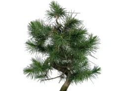 Bonsái Pinus Halepensis – Pino Carrasco 7 Años