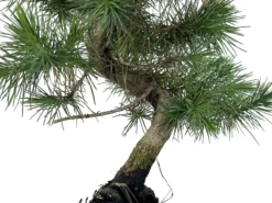 Bonsái Pinus Halepensis – Pino Carrasco 7 Años