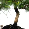 Bonsái Pinus Halepensis – Pino Carrasco 8 Años