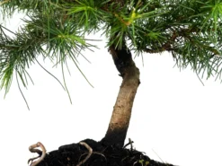 Bonsái Pinus Halepensis – Pino Carrasco 8 Años