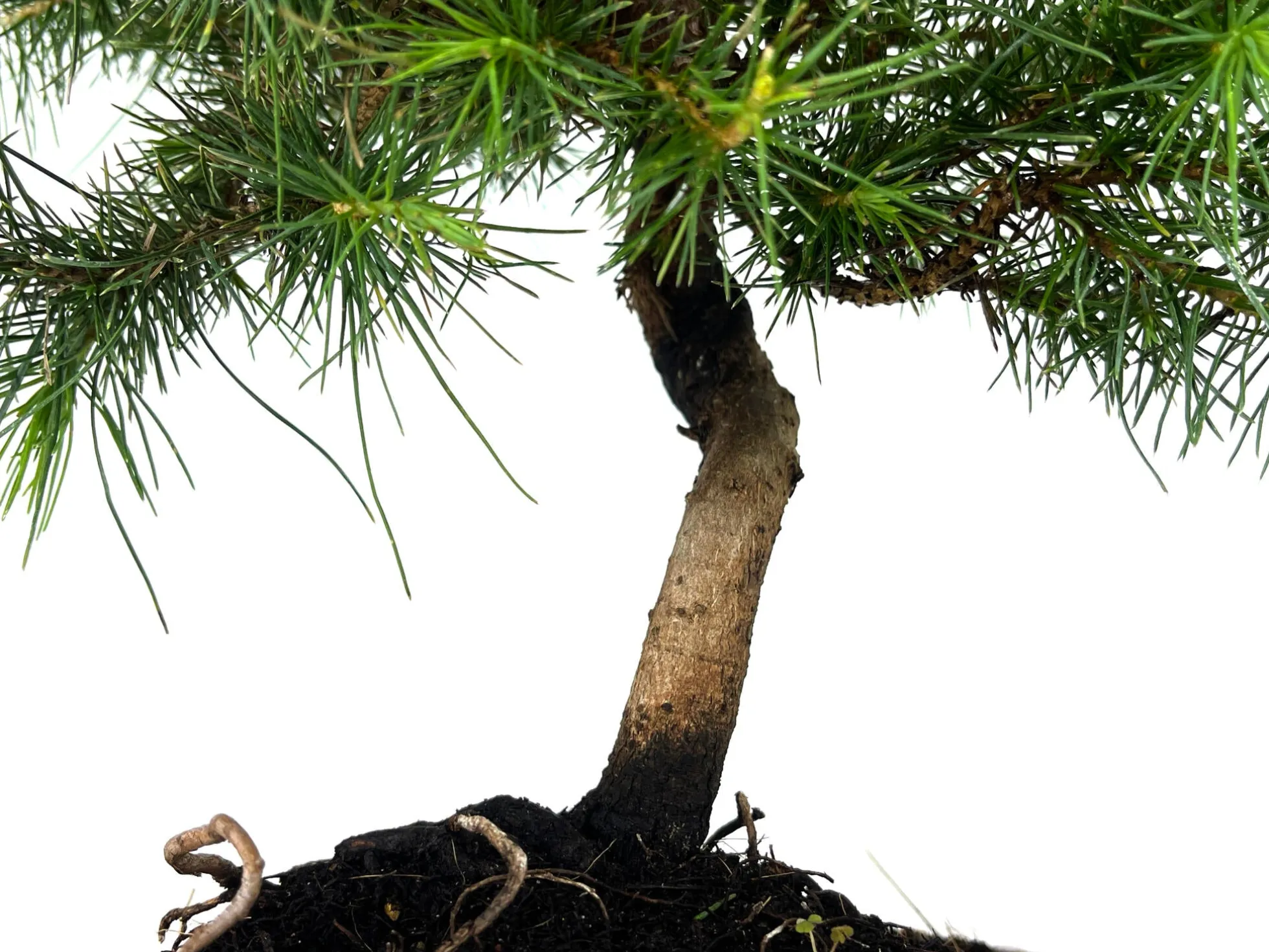 Bonsái Pinus Halepensis – Pino Carrasco 8 Años