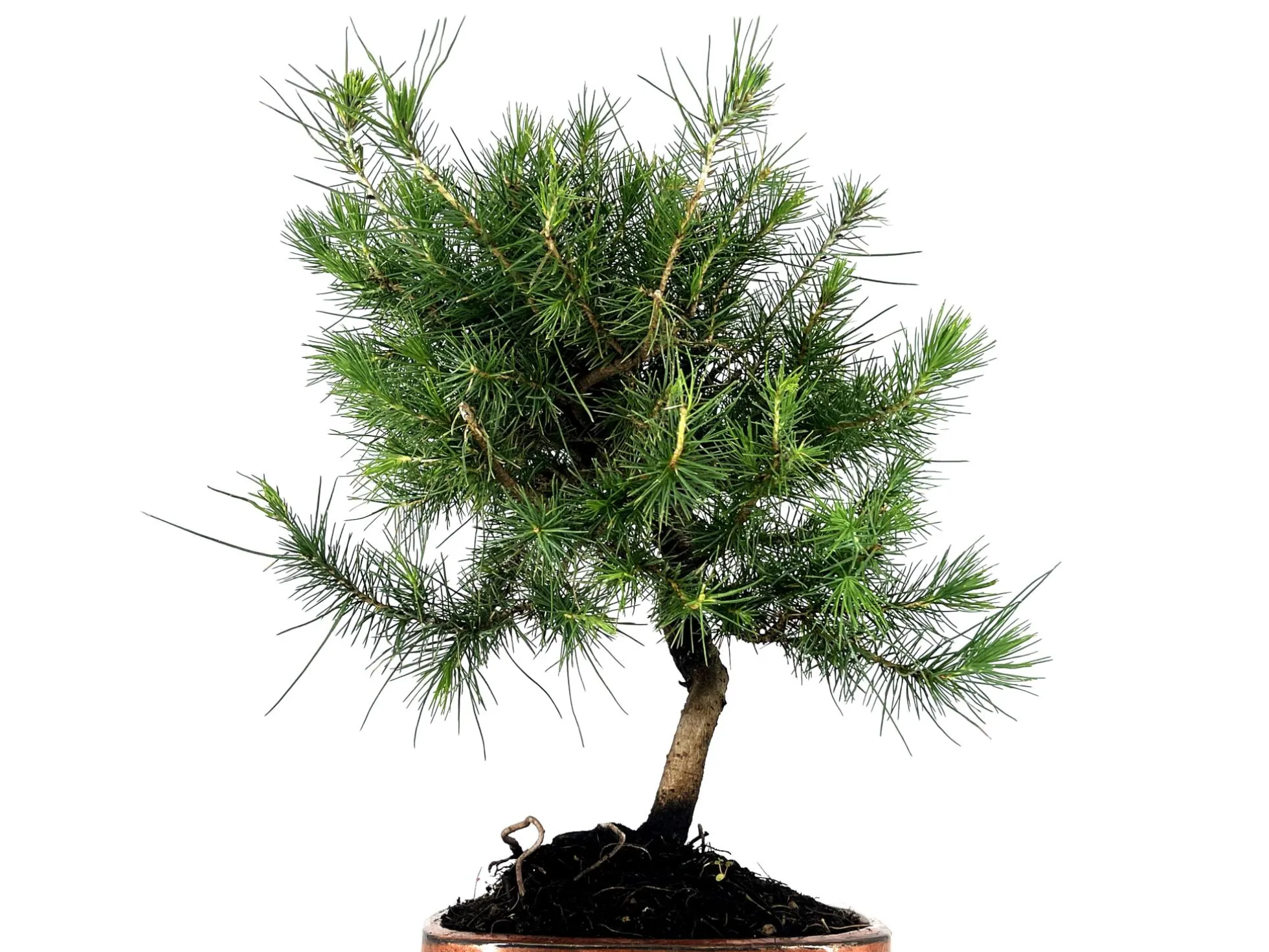 Bonsái Pinus Halepensis – Pino Carrasco 8 Años