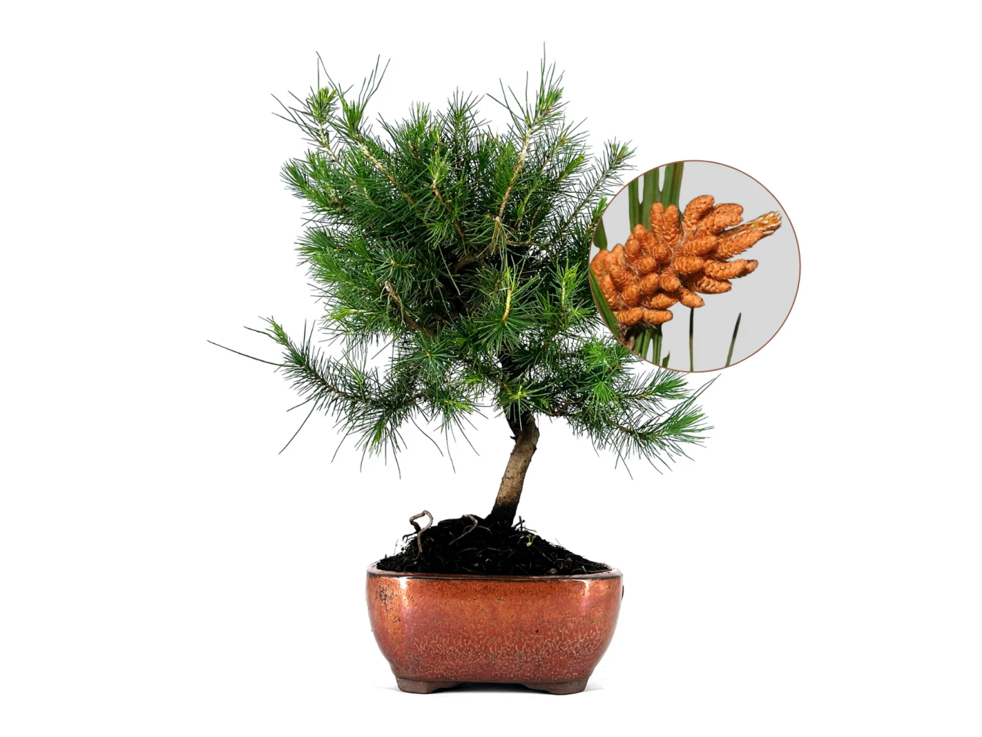 Bonsái Pinus Halepensis – Pino Carrasco 8 Años