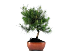 Bonsái Pinus Halepensis – Pino Carrasco 8 Años