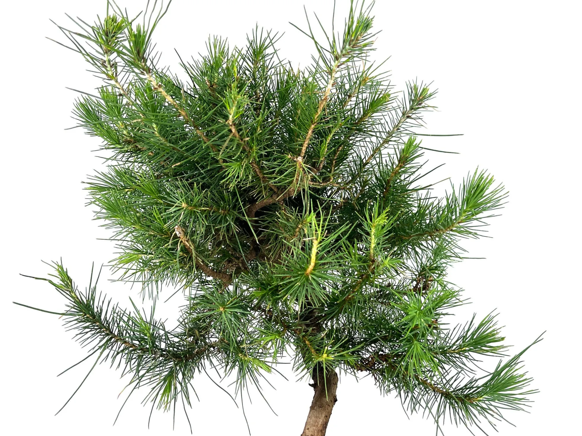 Bonsái Pinus Halepensis – Pino Carrasco 8 Años