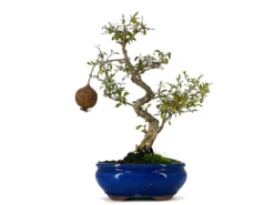 Bonsái Punica Granatum Nana – Granado 9 Años