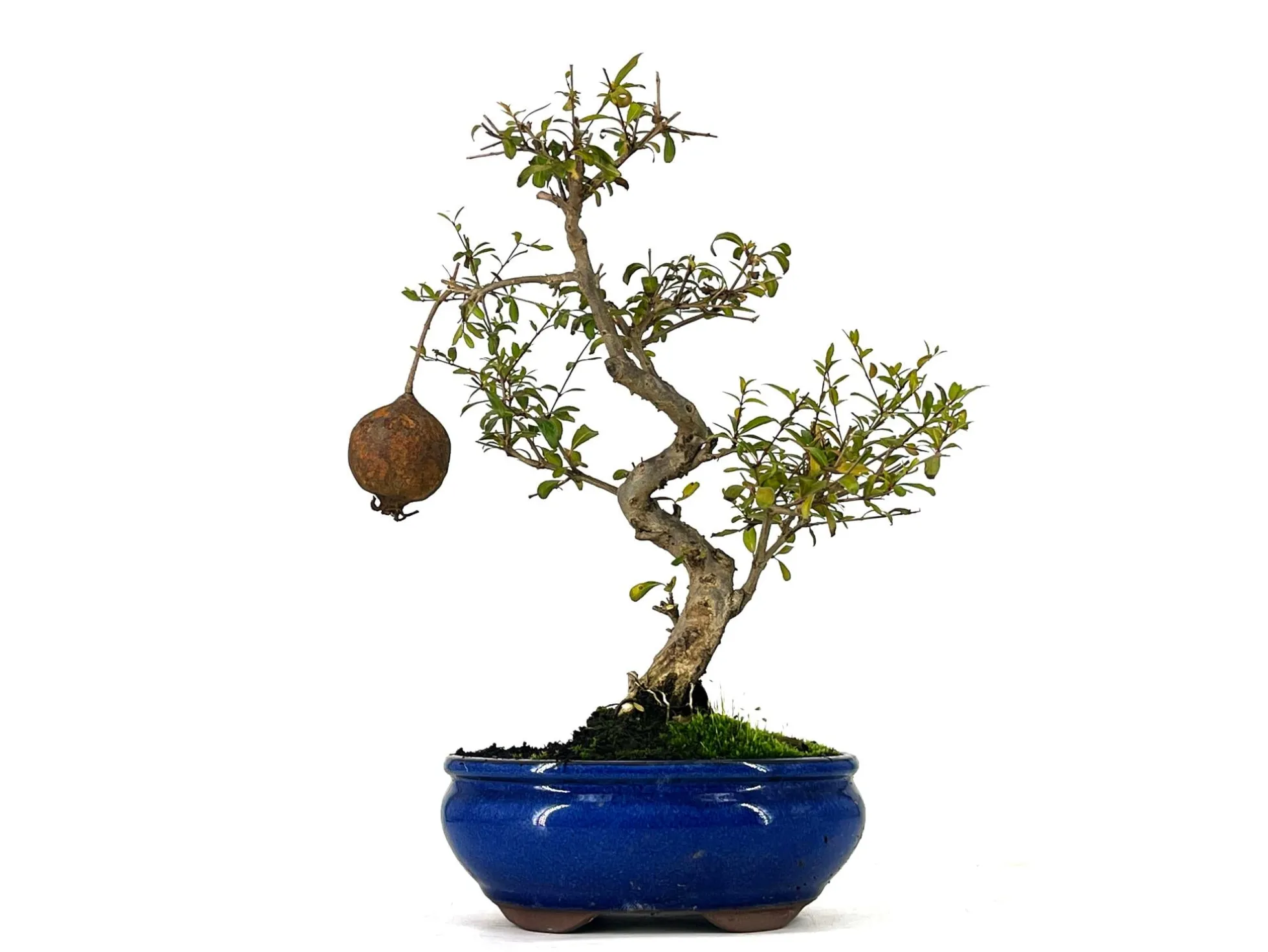 Bonsái Punica Granatum Nana – Granado 9 Años