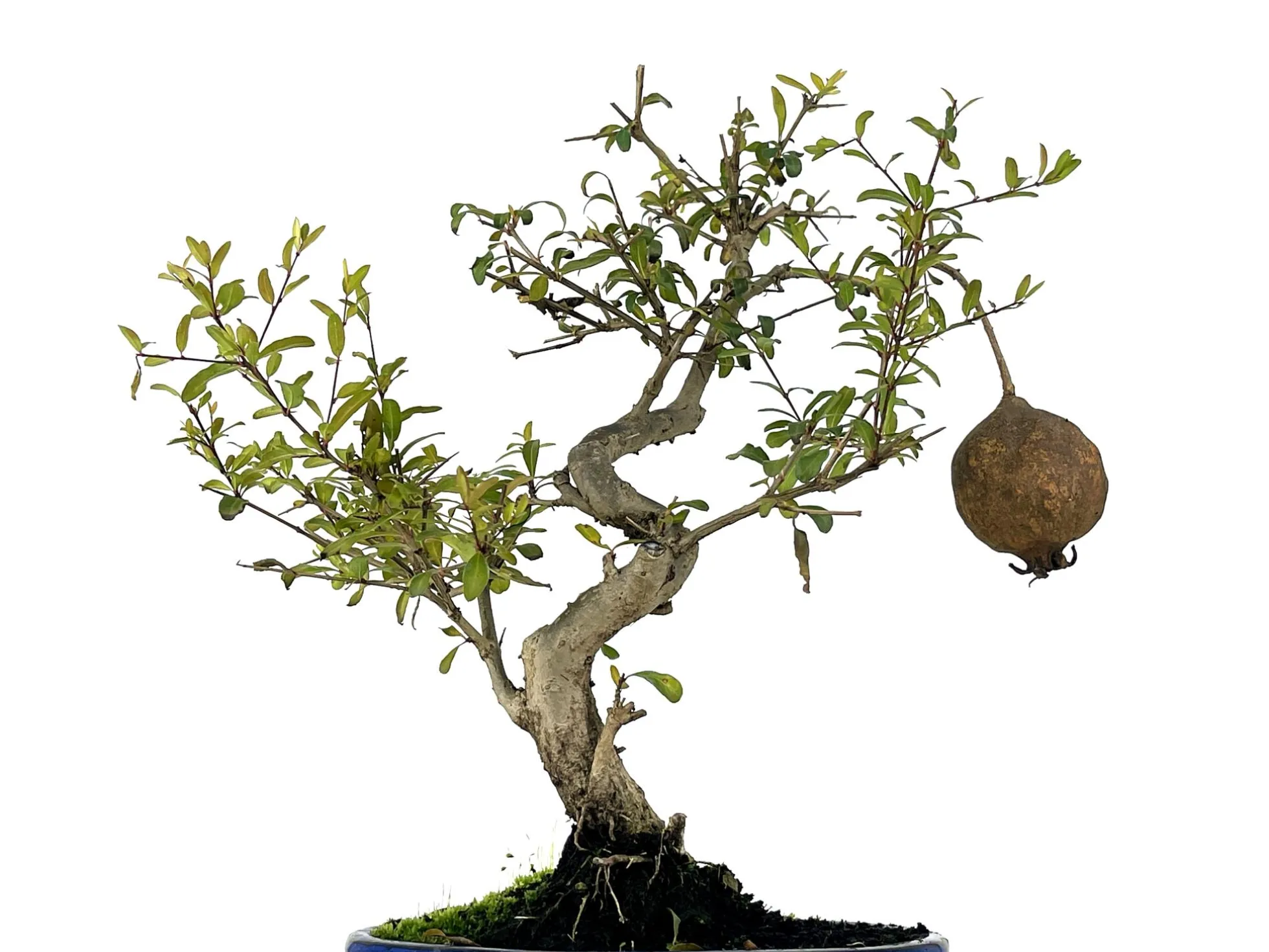 Bonsái Punica Granatum Nana – Granado 9 Años