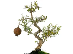 Bonsái Punica Granatum Nana – Granado 9 Años