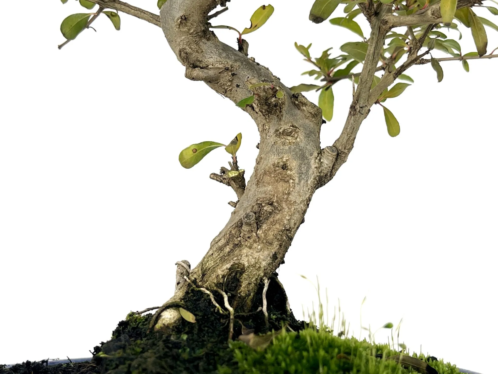 Bonsái Punica Granatum Nana – Granado 9 Años