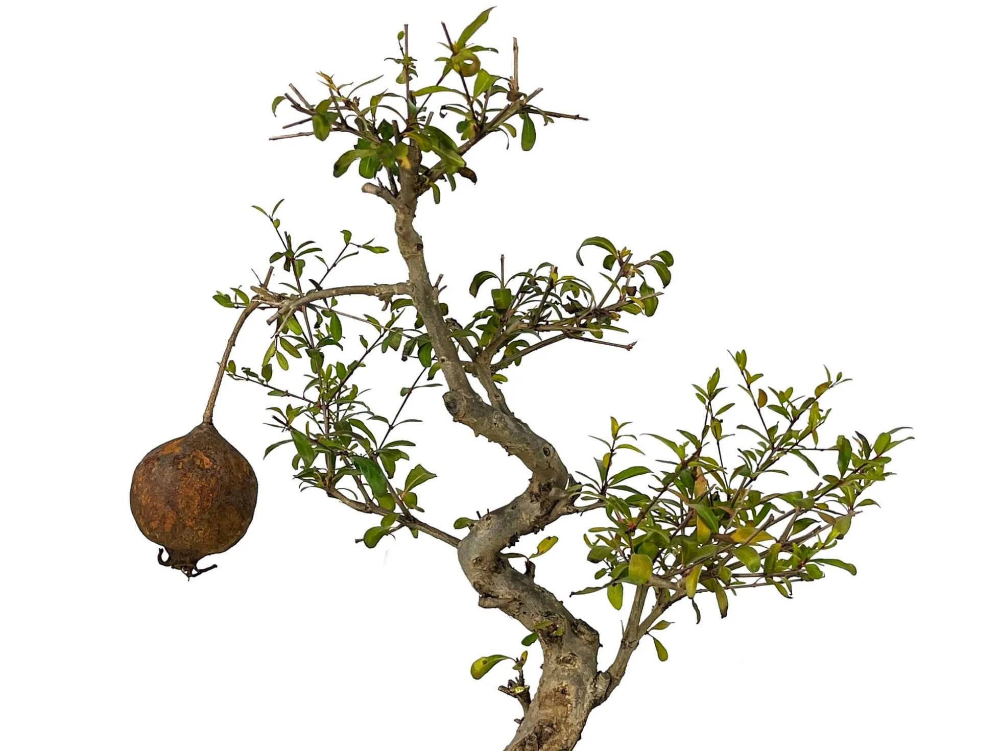 Bonsái Punica Granatum Nana – Granado 9 Años