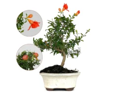 Bonsái Punica Granatum Nana – Granado 7 Años
