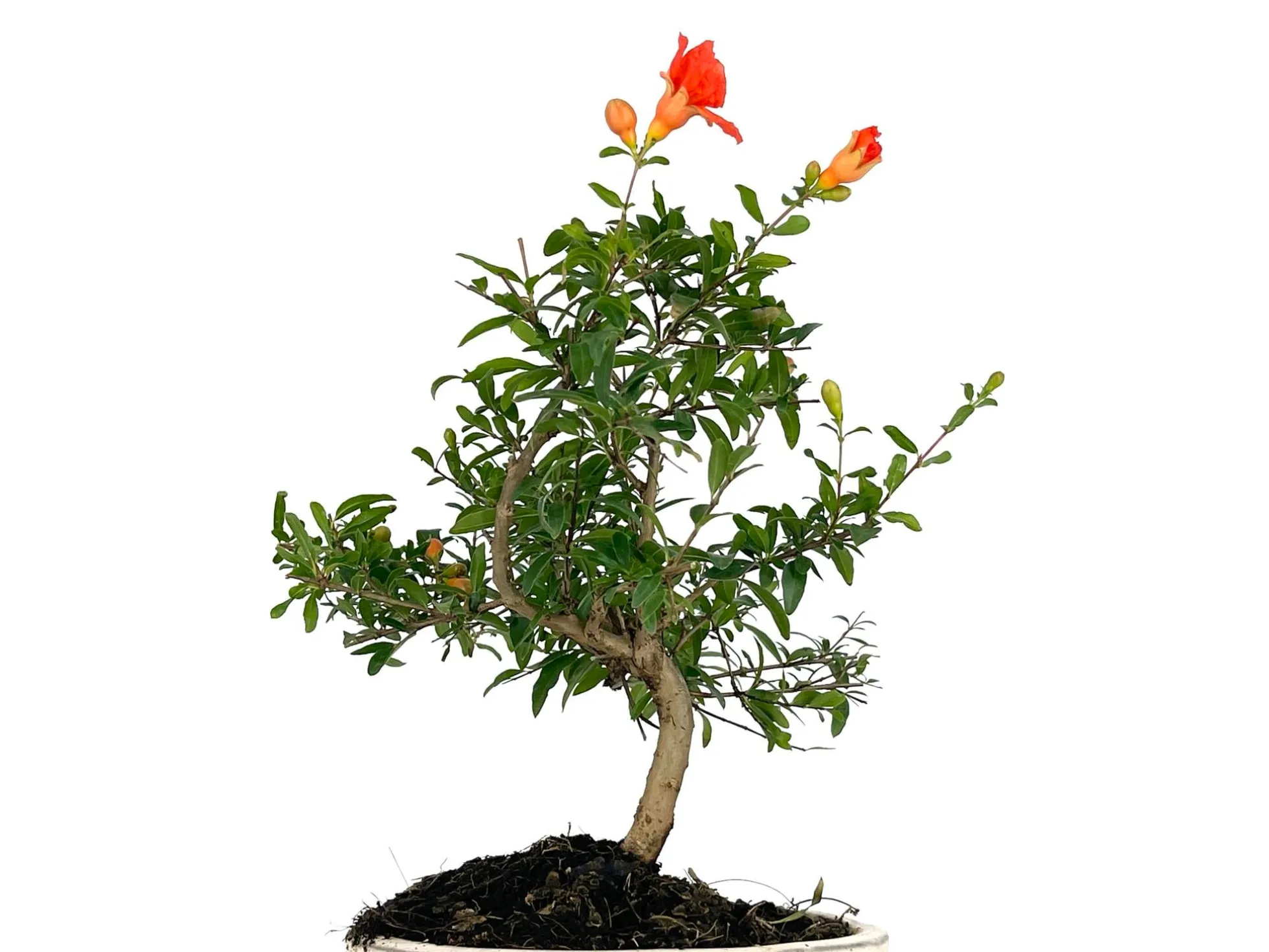 Bonsái Punica Granatum Nana – Granado 7 Años