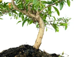 Bonsái Punica Granatum Nana – Granado 7 Años