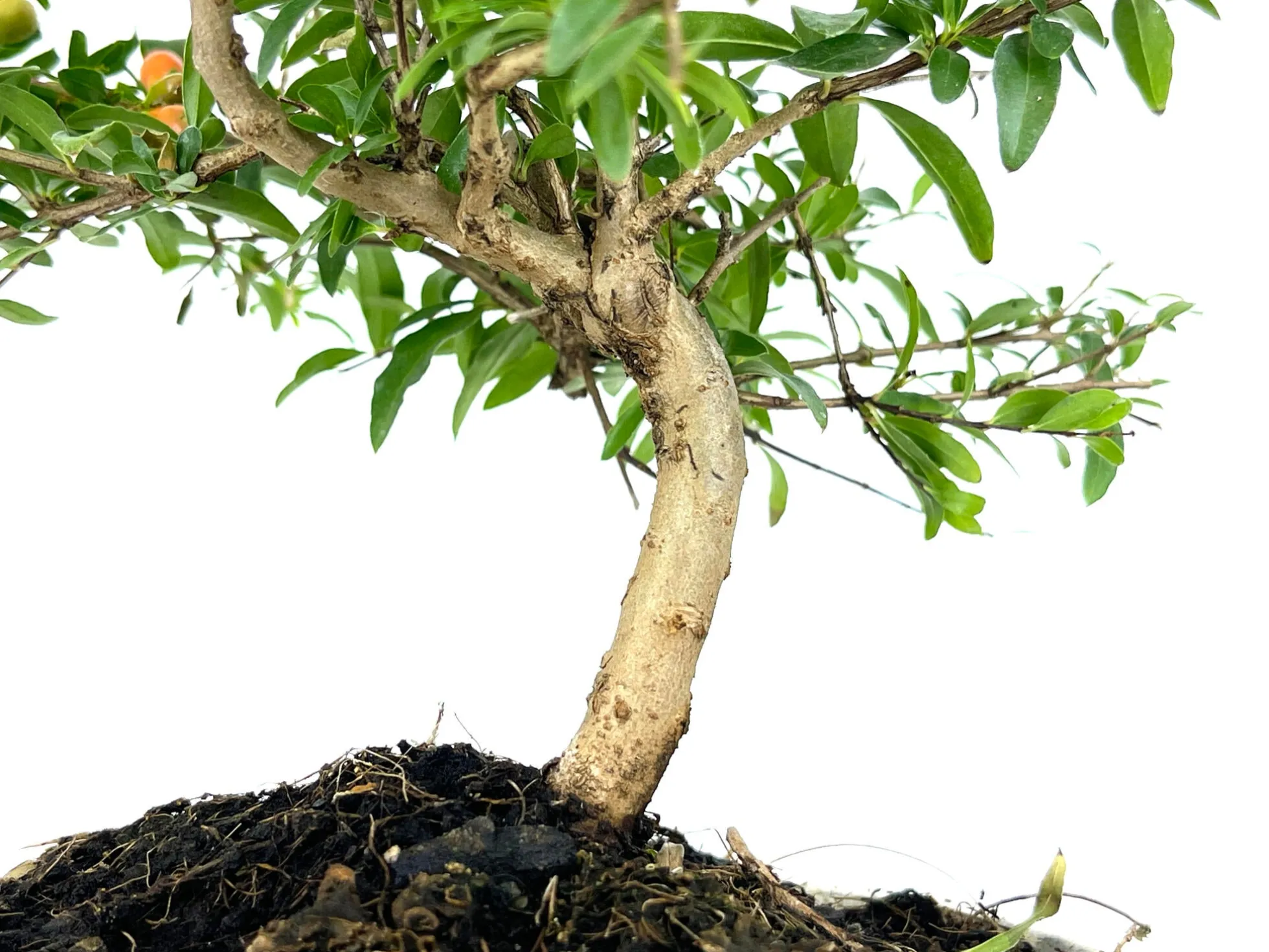 Bonsái Punica Granatum Nana – Granado 7 Años