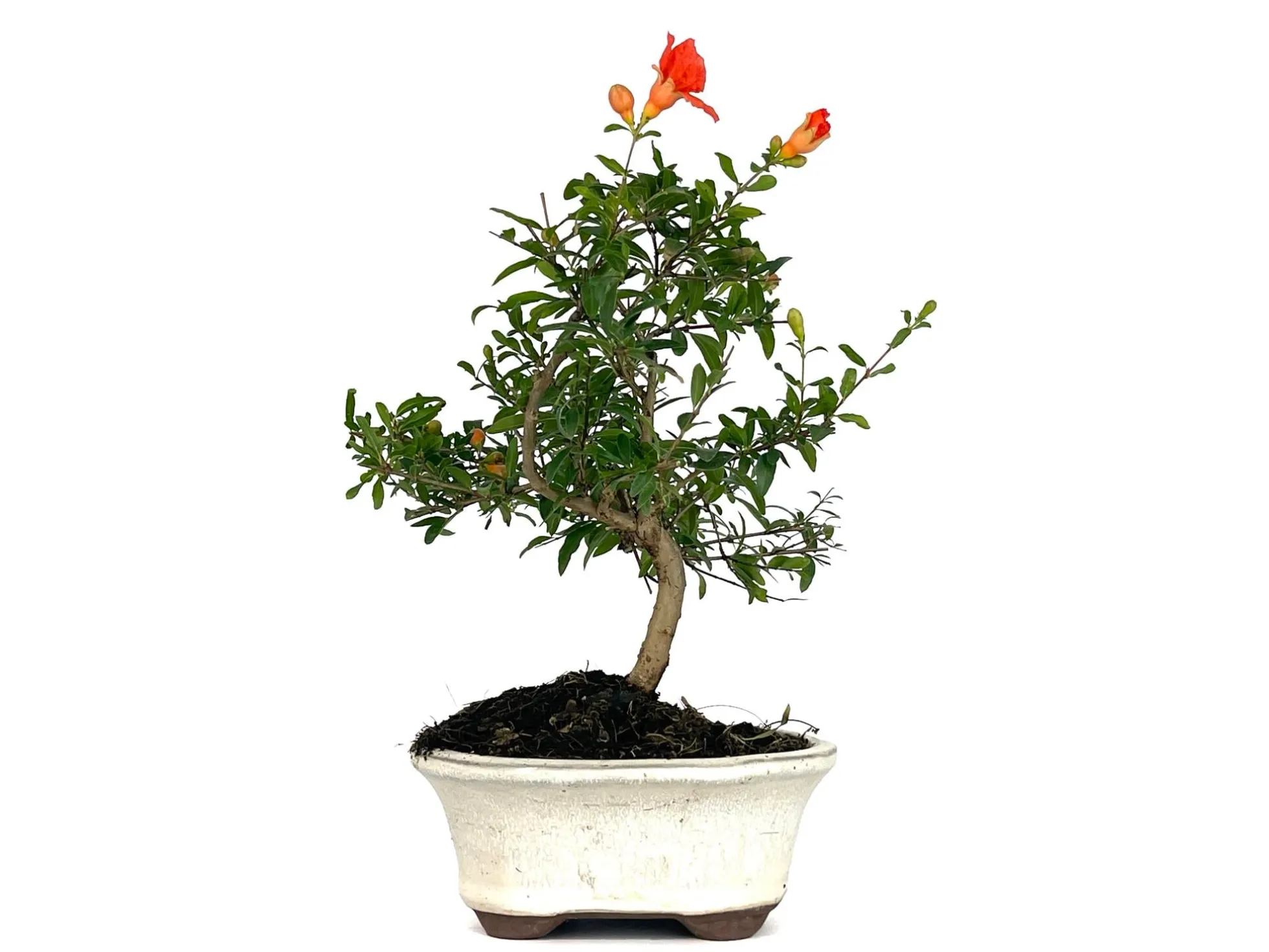 Bonsái Punica Granatum Nana – Granado 7 Años