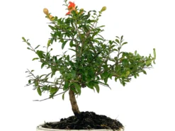 Bonsái Punica Granatum Nana – Granado 7 Años