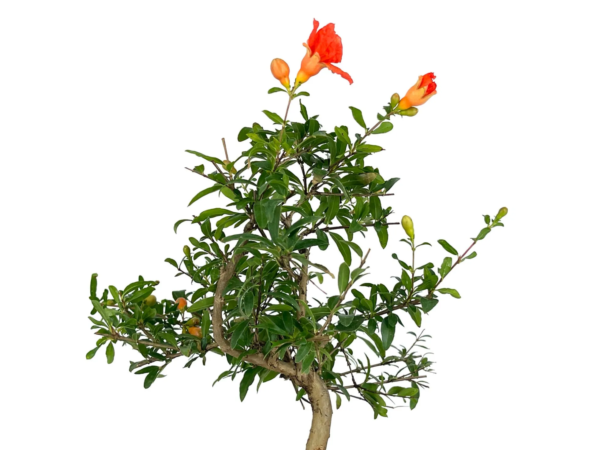 Bonsái Punica Granatum Nana – Granado 7 Años