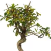 Bonsái Punica Granatum Nejikan – Granado 8 Años