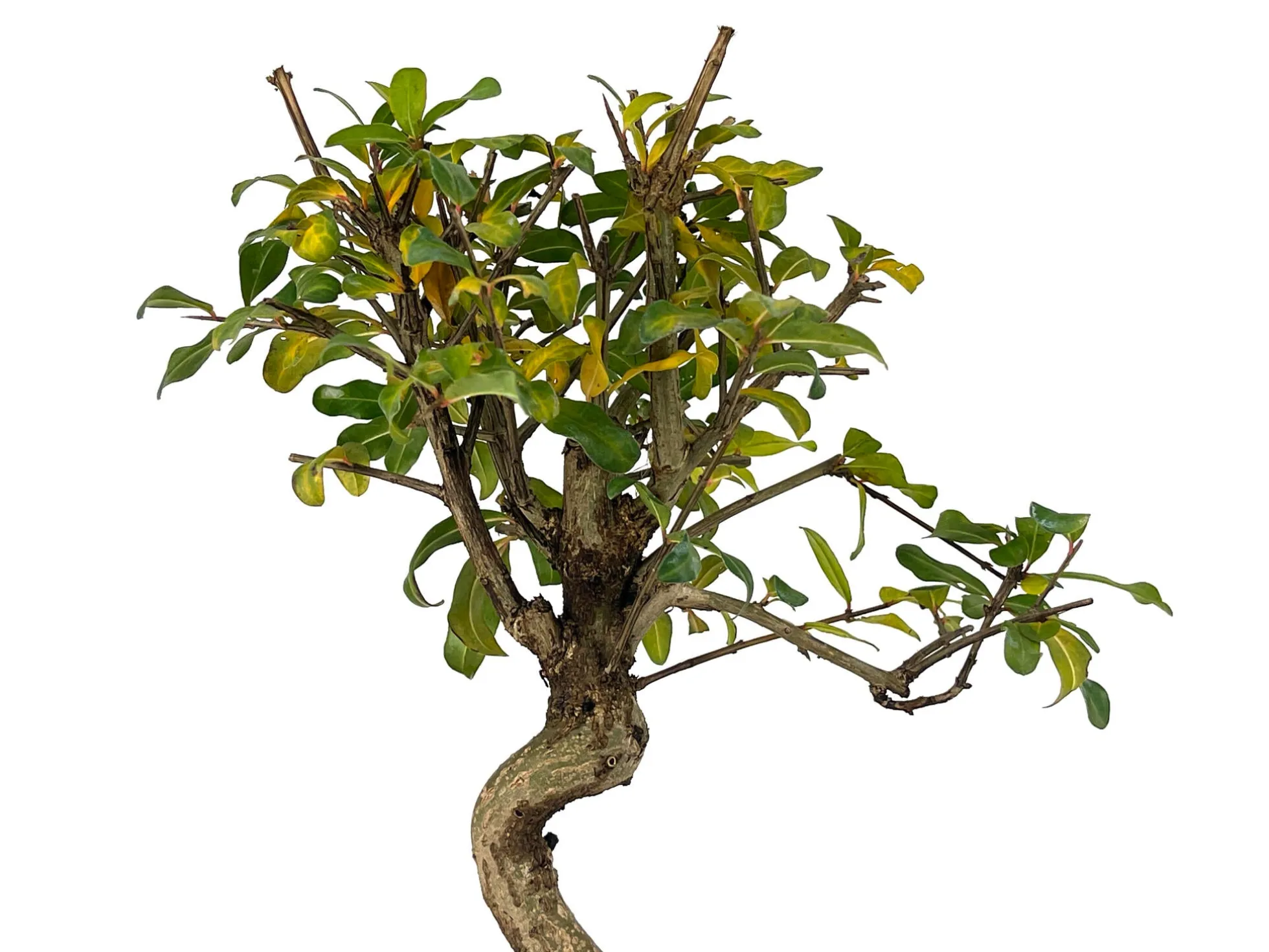 Bonsái Punica Granatum Nejikan – Granado 8 Años