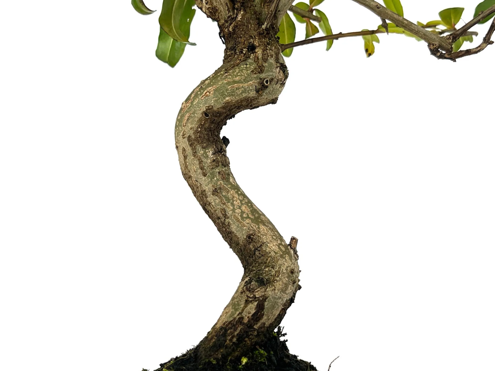 Bonsái Punica Granatum Nejikan – Granado 8 Años