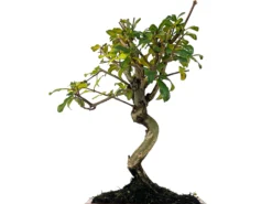 Bonsái Punica Granatum Nejikan – Granado 8 Años