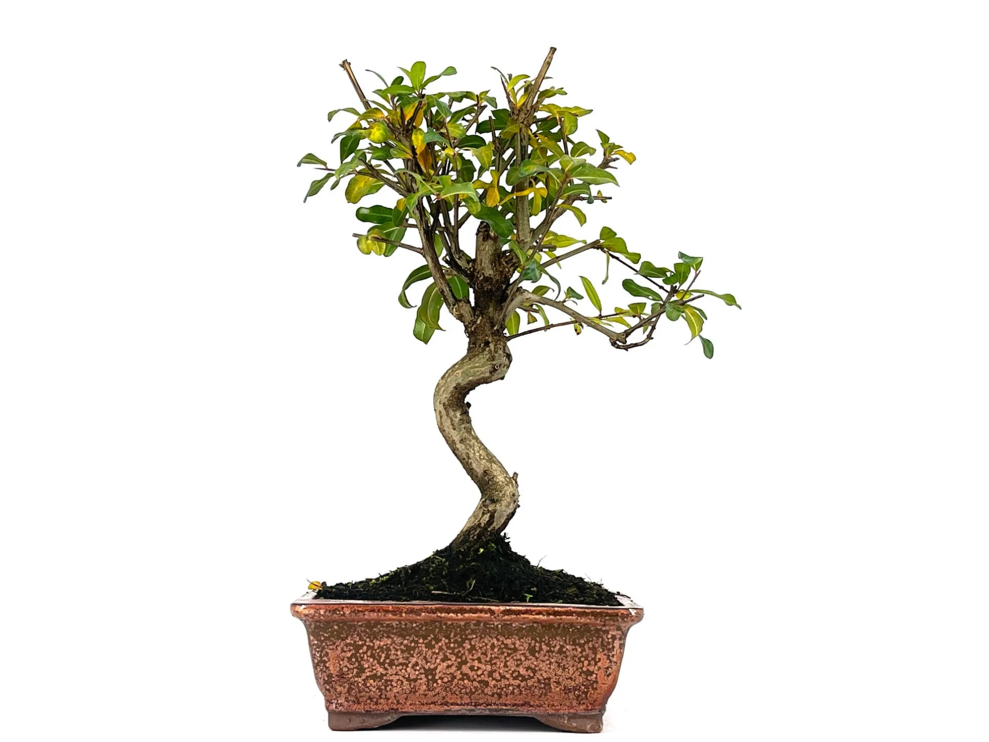 Bonsái Punica Granatum Nejikan – Granado 8 Años
