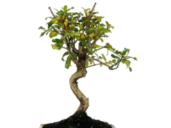 Bonsái Punica Granatum Nejikan – Granado 8 Años
