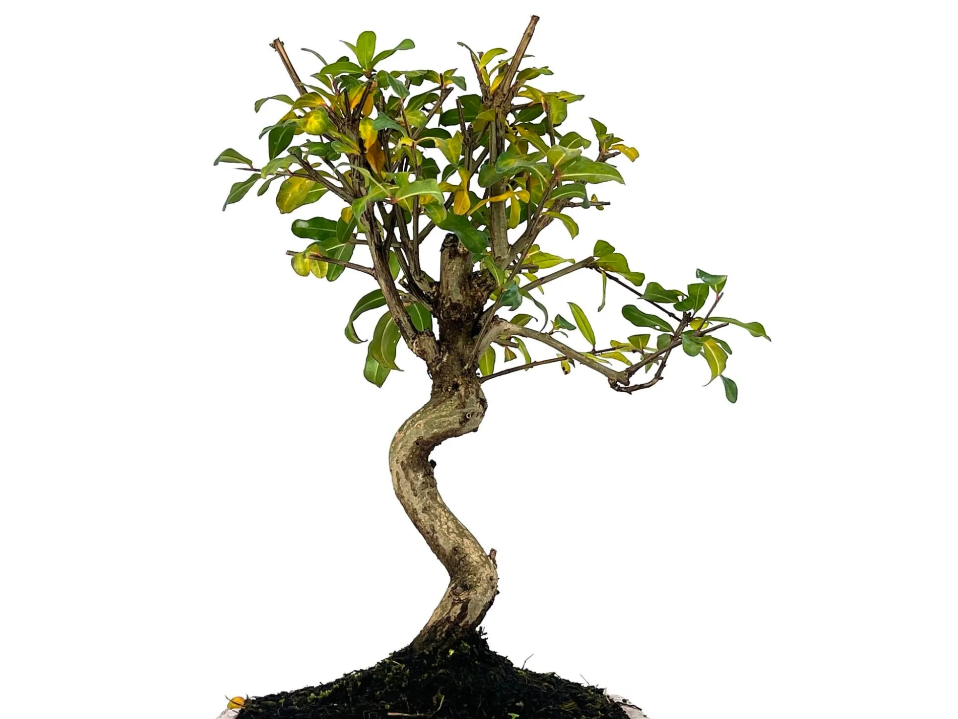 Bonsái Punica Granatum Nejikan – Granado 8 Años
