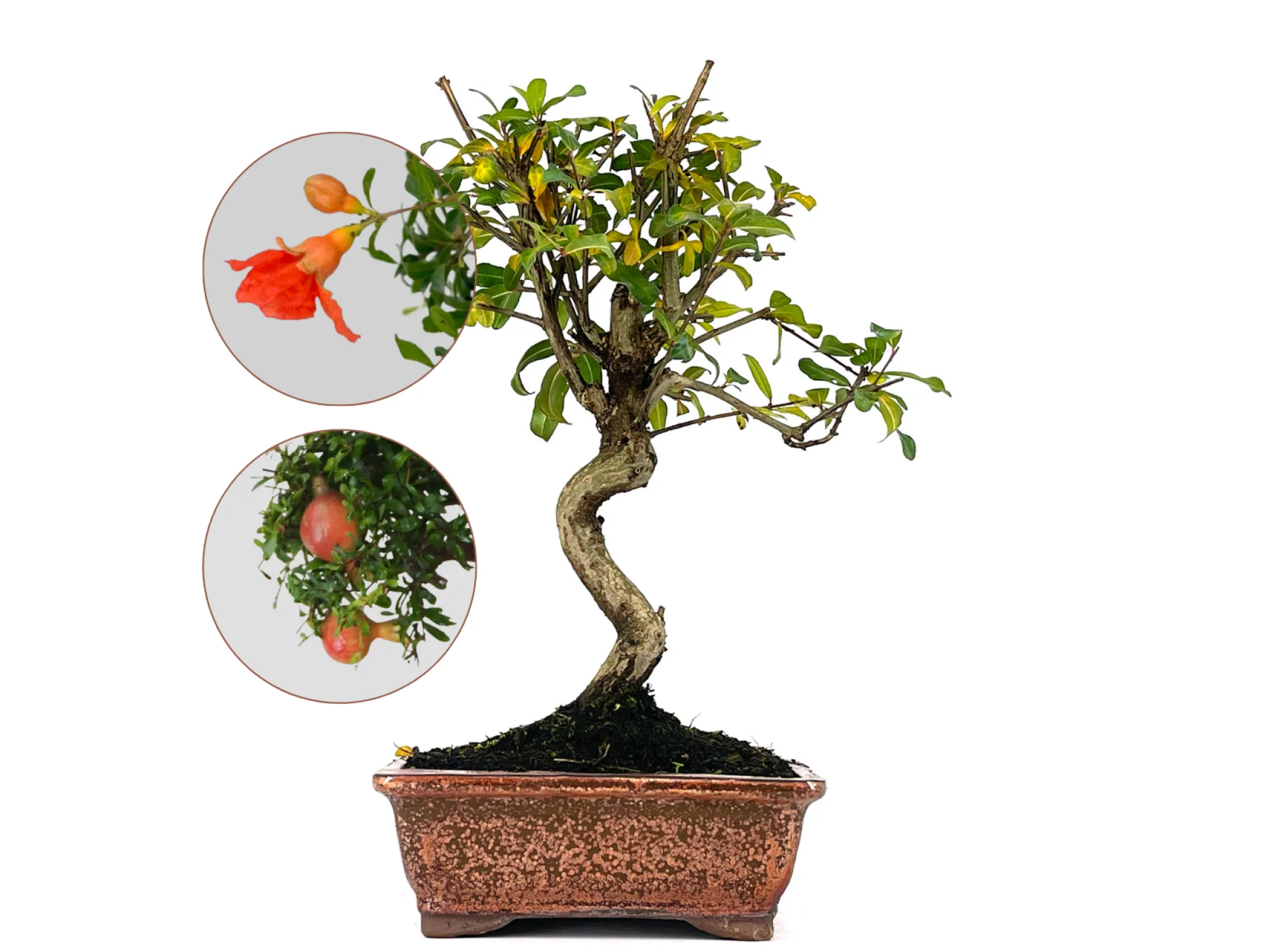 Bonsái Punica Granatum Nejikan – Granado 8 Años