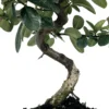 Bonsái Pyracantha – Espino De Fuego 7 Años