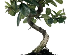 Bonsái Pyracantha – Espino De Fuego 7 Años