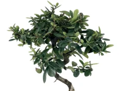 Bonsái Pyracantha – Espino De Fuego 7 Años