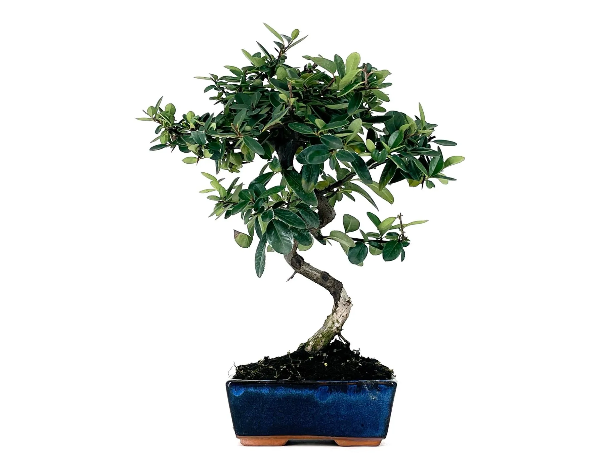 Bonsái Pyracantha – Espino De Fuego 7 Años