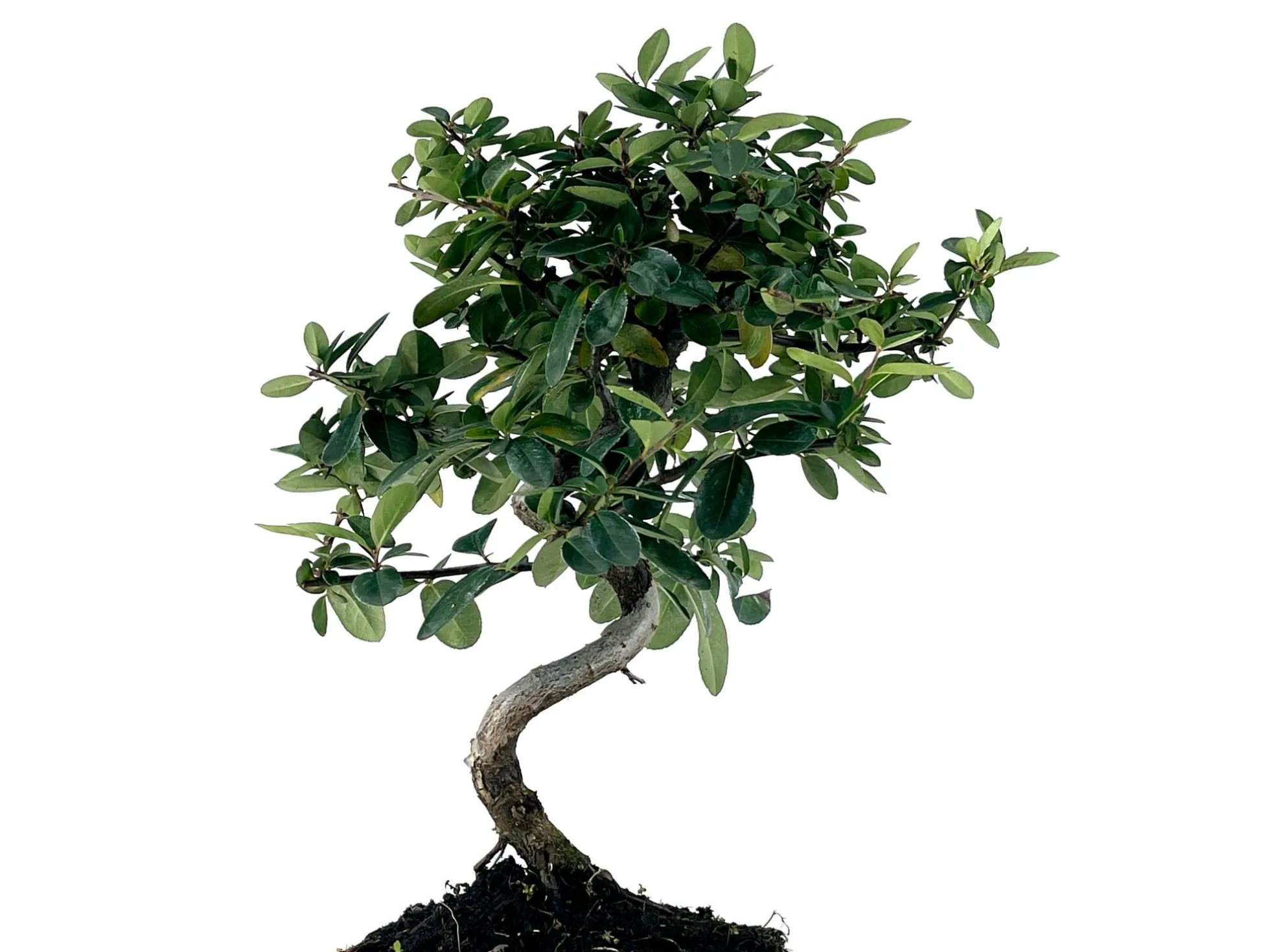 Bonsái Pyracantha – Espino De Fuego 7 Años
