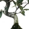 Bonsái Pyracantha – Espino De Fuego 9 Años
