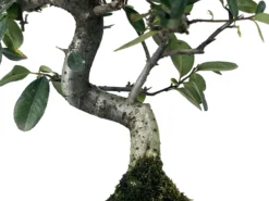Bonsái Pyracantha – Espino De Fuego 9 Años