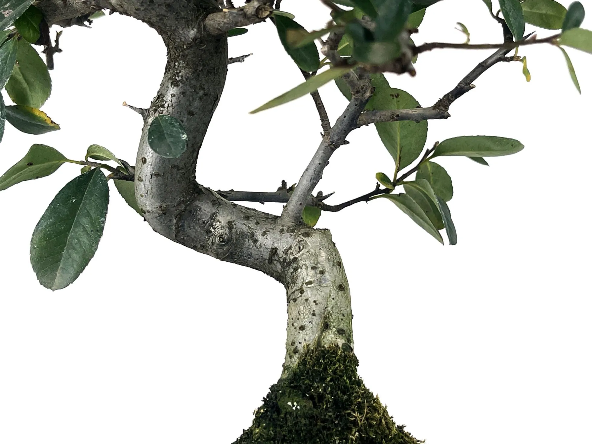 Bonsái Pyracantha – Espino De Fuego 9 Años