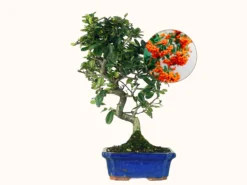 Bonsái Pyracantha – Espino De Fuego 9 Años